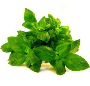Bouquet de Basilic (+/- 150 gr)