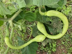 Courgette Trompette