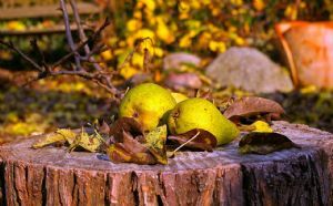 Confiture de Poire 'Bio'