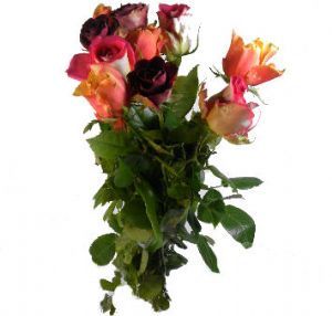 Bouquet 10 Roses en 40cm