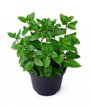 Pot de Menthe