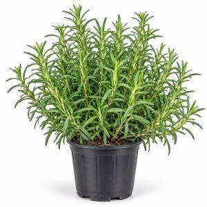 romarin en pot