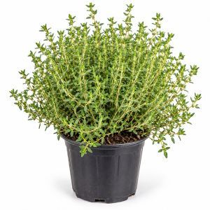 thym en pot